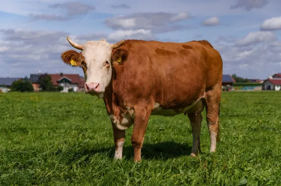 ANDECHSER NATUR Kuhpatenschaft_Kuh Leonie