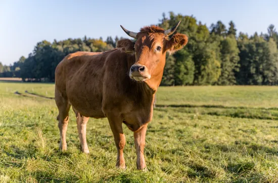 ANDECHSER NATUR Kuhpatenschaft_Kuh Pepe