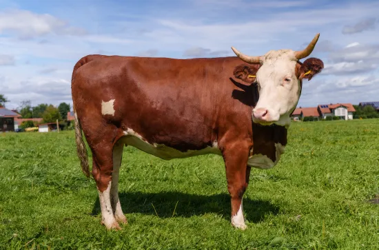 ANDECHSER NATUR Kuhpatenschaft_Kuh Verena