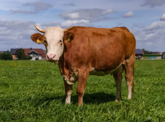 ANDECHSER NATUR Kuhpatenschaft_Kuh Leonie