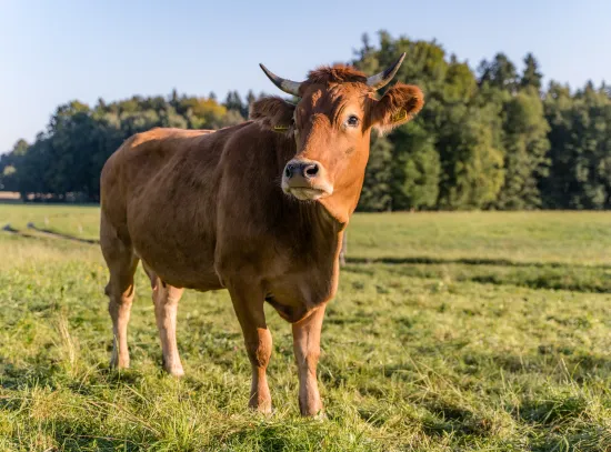 ANDECHSER NATUR Kuhpatenschaft_Kuh Pepe