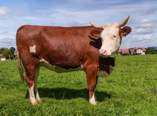 ANDECHSER NATUR Kuhpatenschaft_Kuh Verena